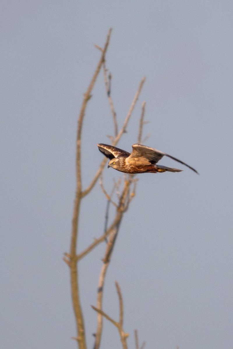 Western Marsh Harrier - ML620165716