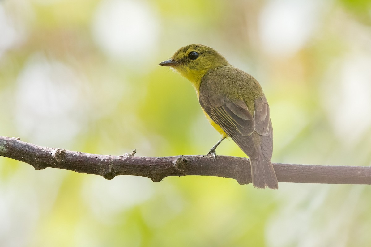 Golden-bellied Flyrobin - ML620165721