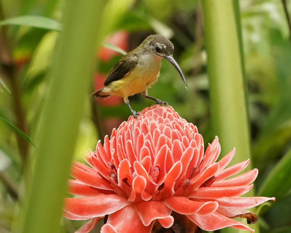 Little Spiderhunter - ML620165725