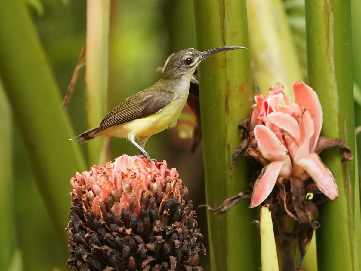 Little Spiderhunter - ML620165727