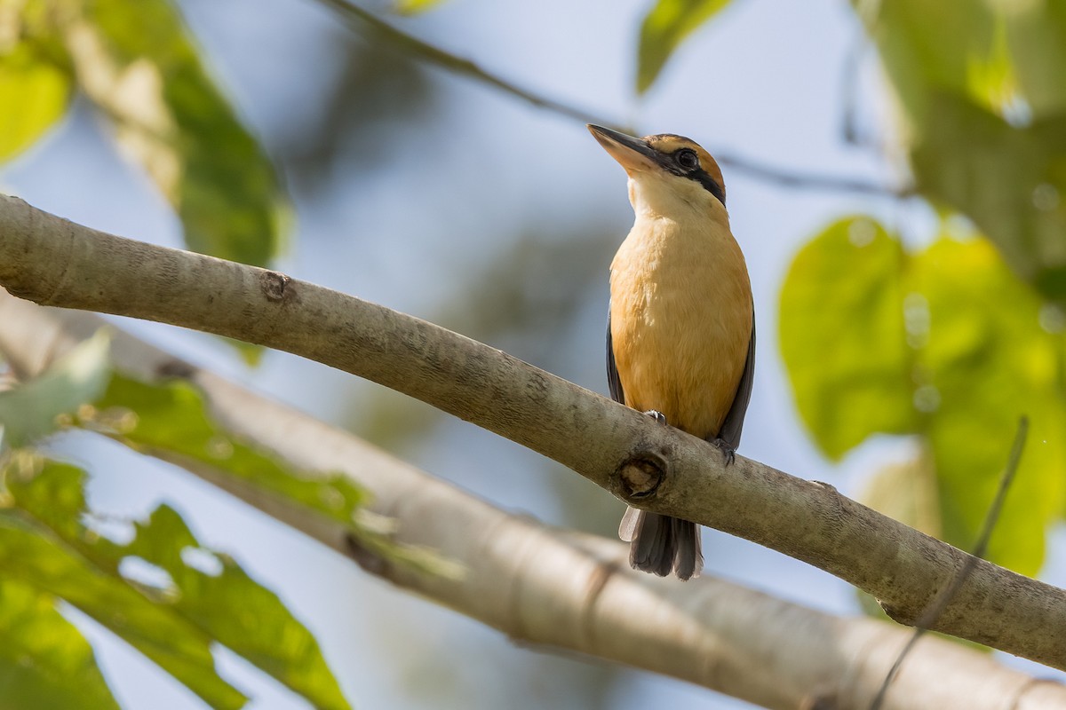 Cinnamon-banded Kingfisher - David Marques