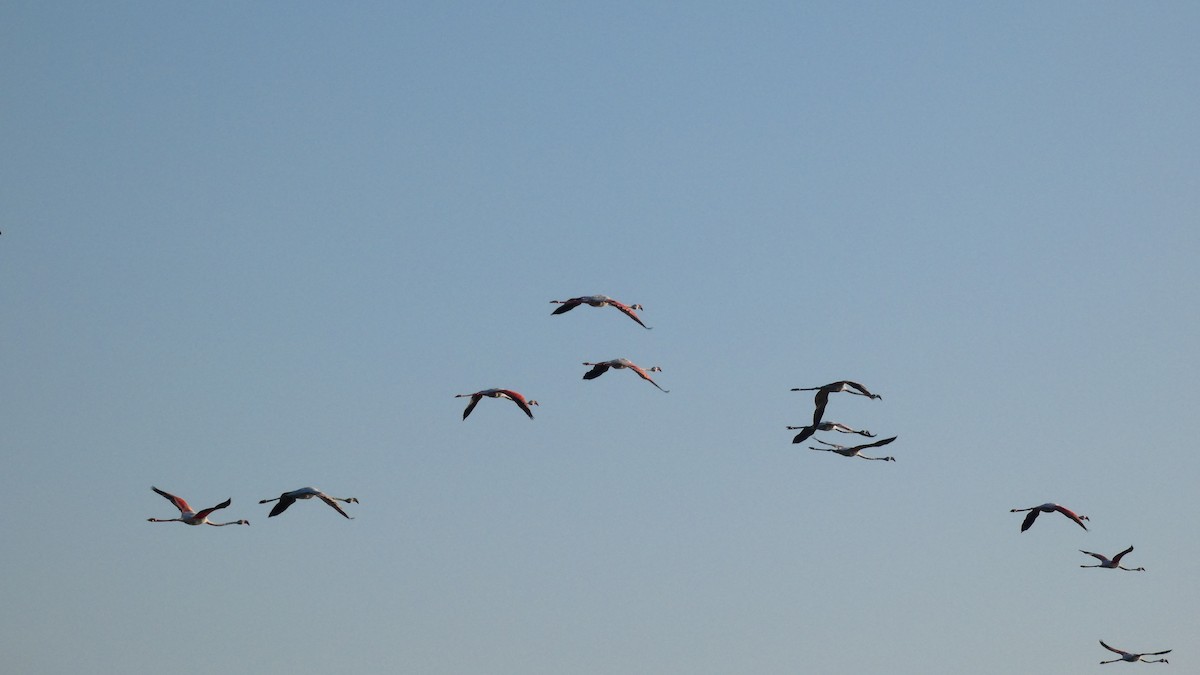 Greater Flamingo - ML620165738