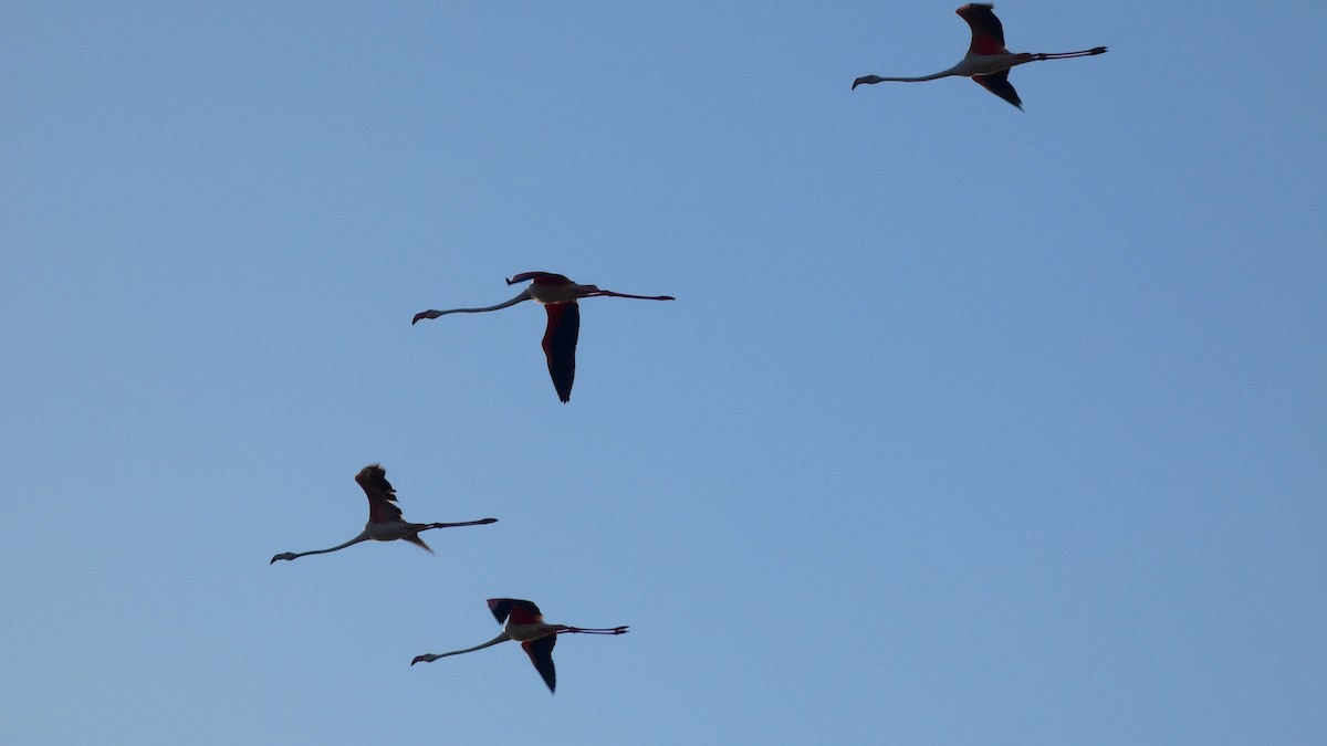 Greater Flamingo - ML620165740