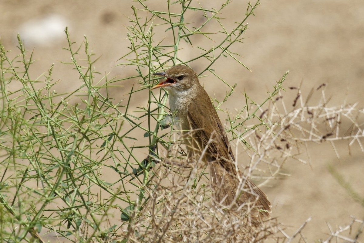 Great Reed Warbler - ML620165742