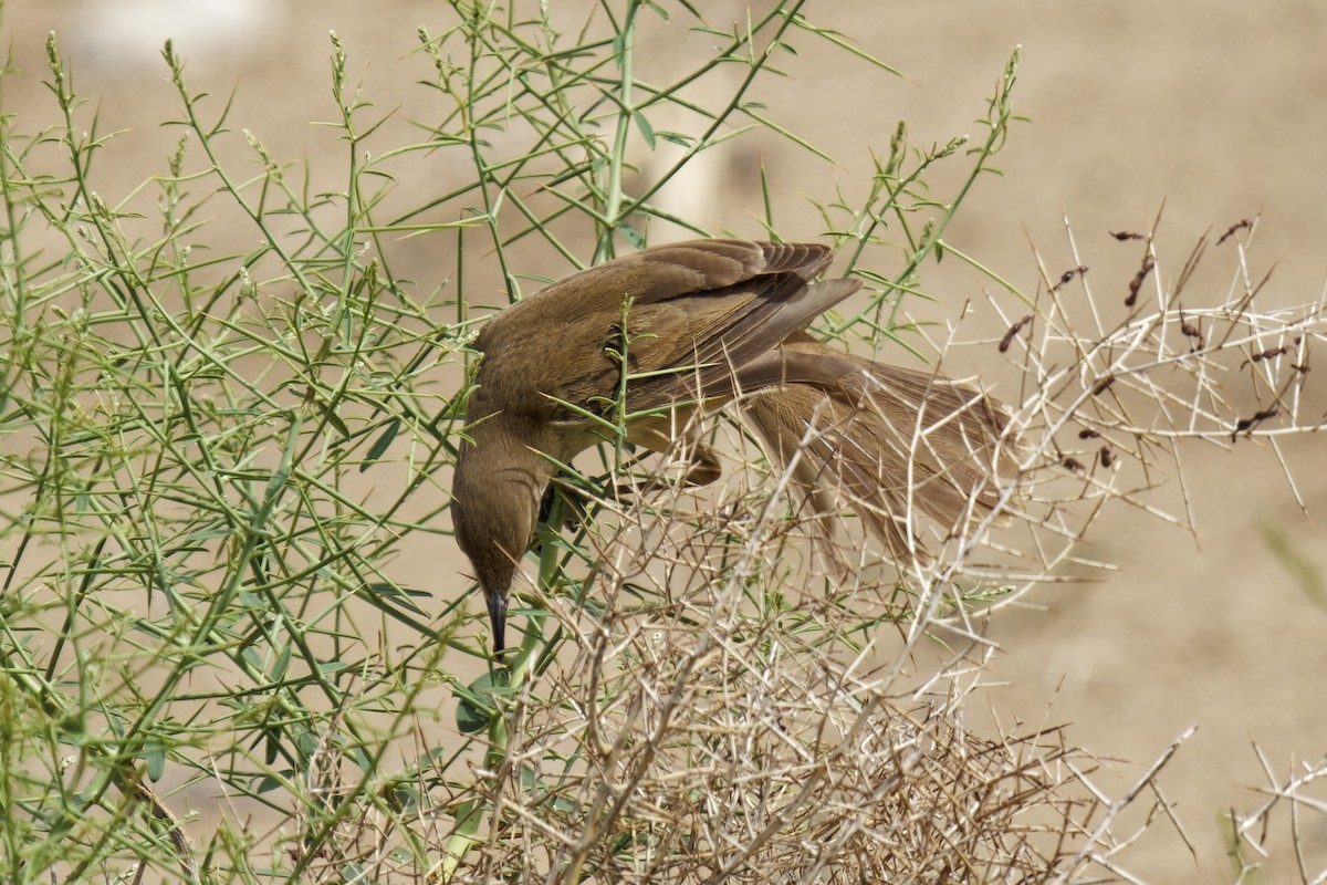 Great Reed Warbler - ML620165743