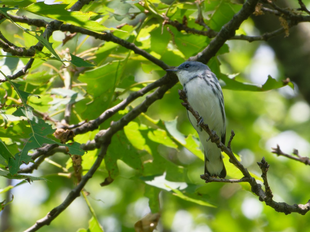 Blauwaldsänger - ML620165746