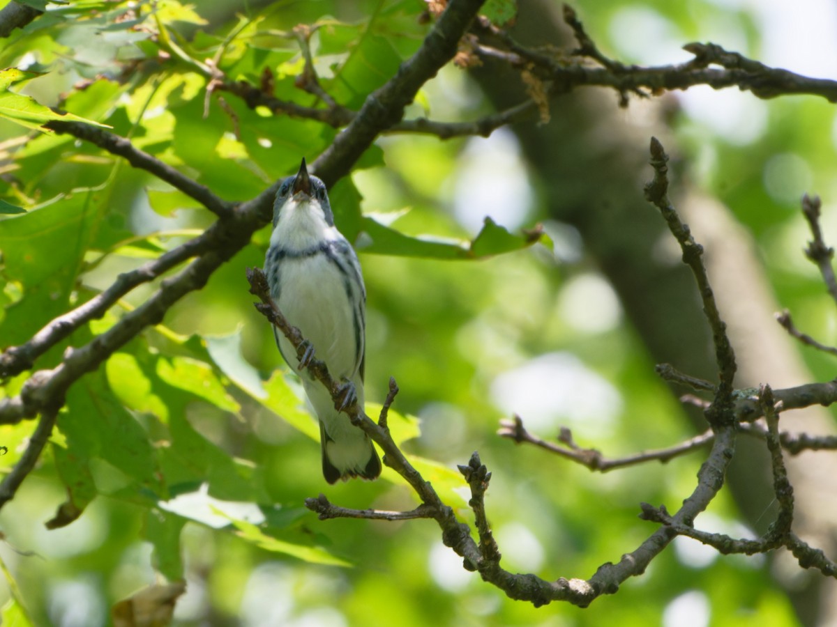 Blauwaldsänger - ML620165747