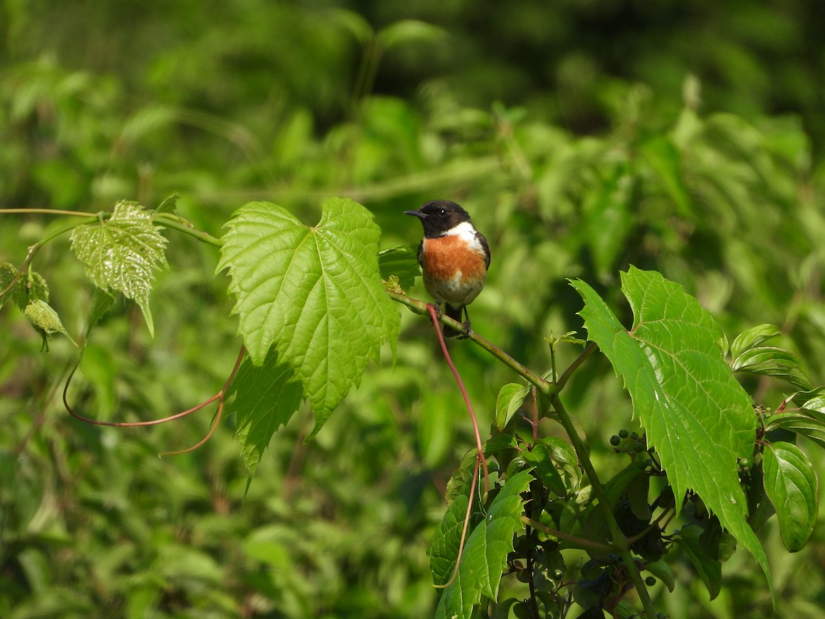 European Stonechat - ML620165750