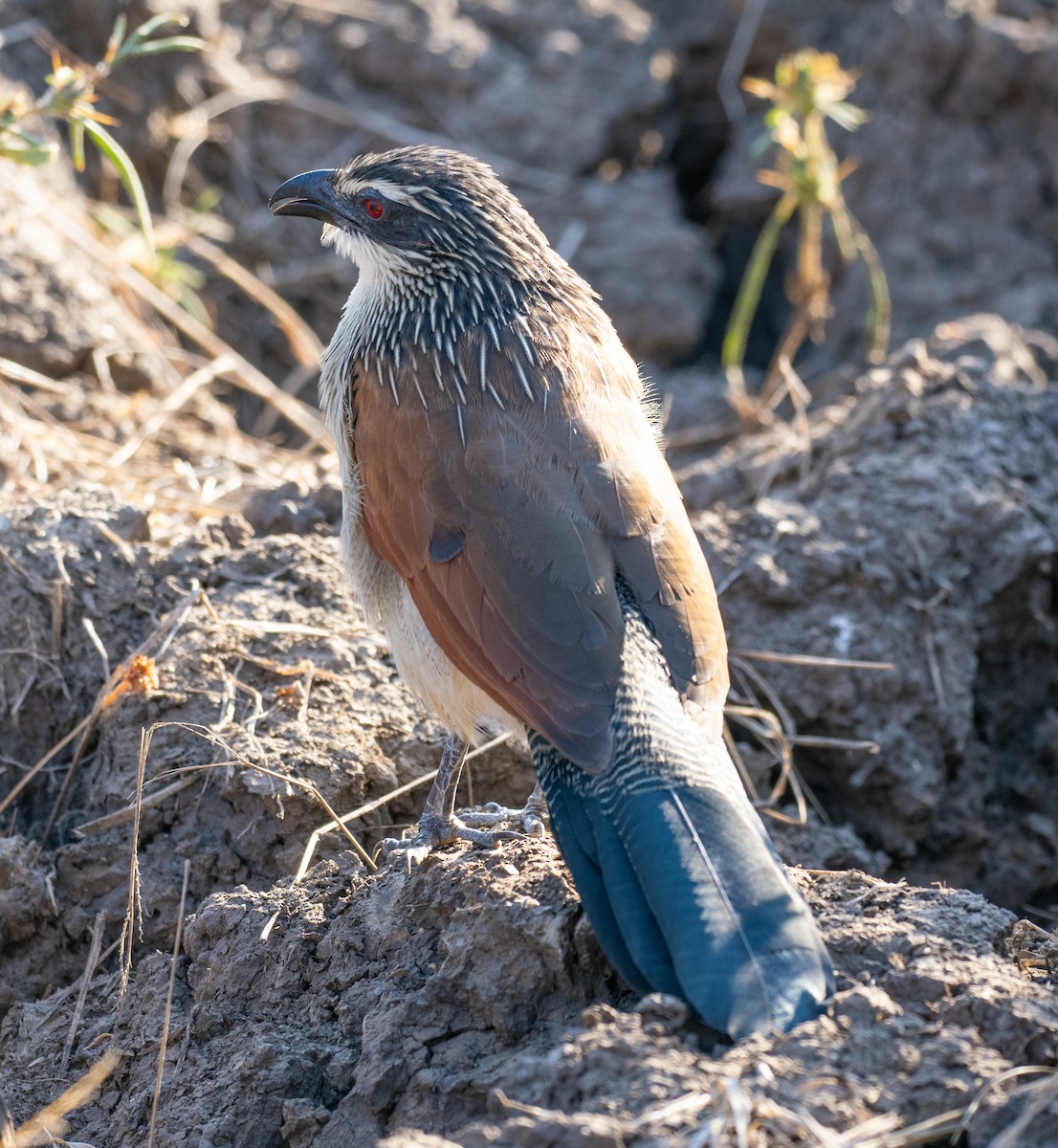 Coucal à sourcils blancs - ML620165752