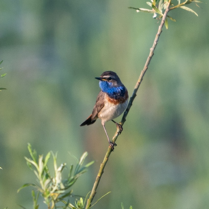 Bluethroat - ML620165755