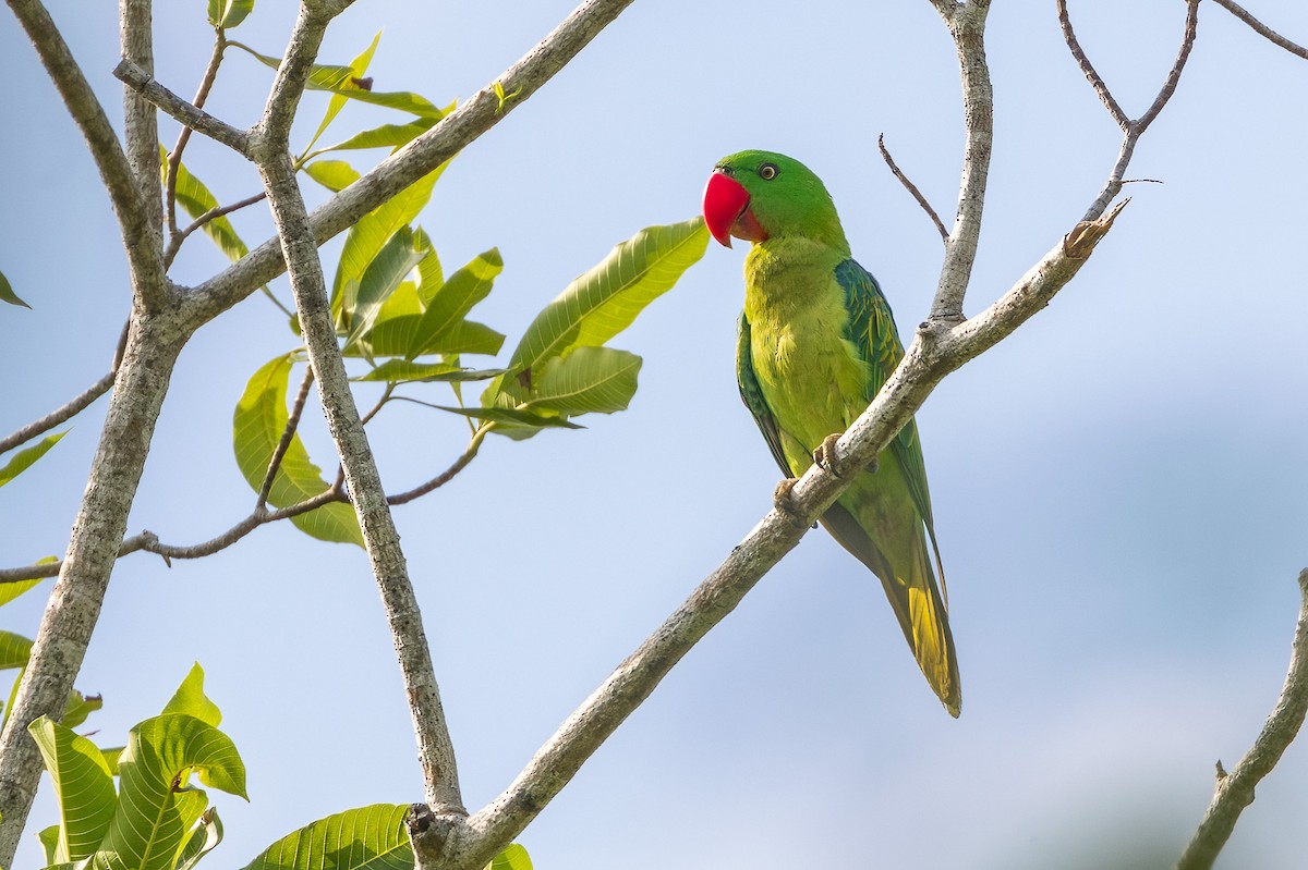 Great-billed Parrot - ML620165758
