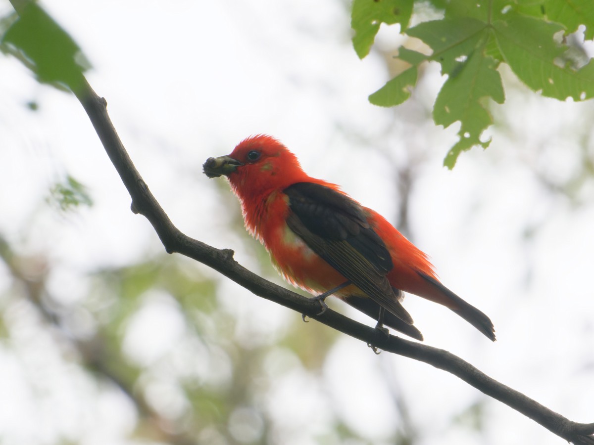 Scarlet Tanager - ML620165760