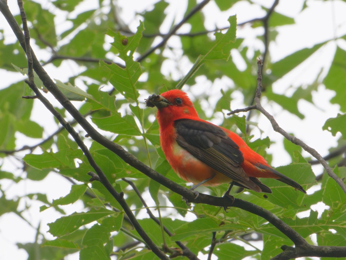 Scarlet Tanager - ML620165761