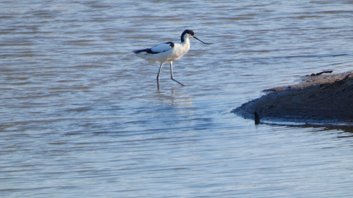 Avocette élégante - ML620165762