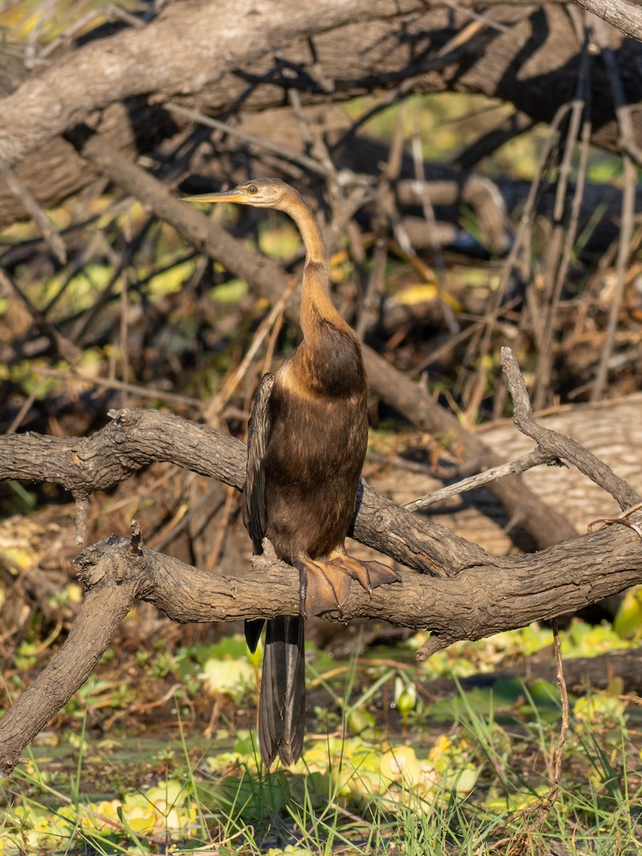 Anhinga d'Afrique - ML620165767