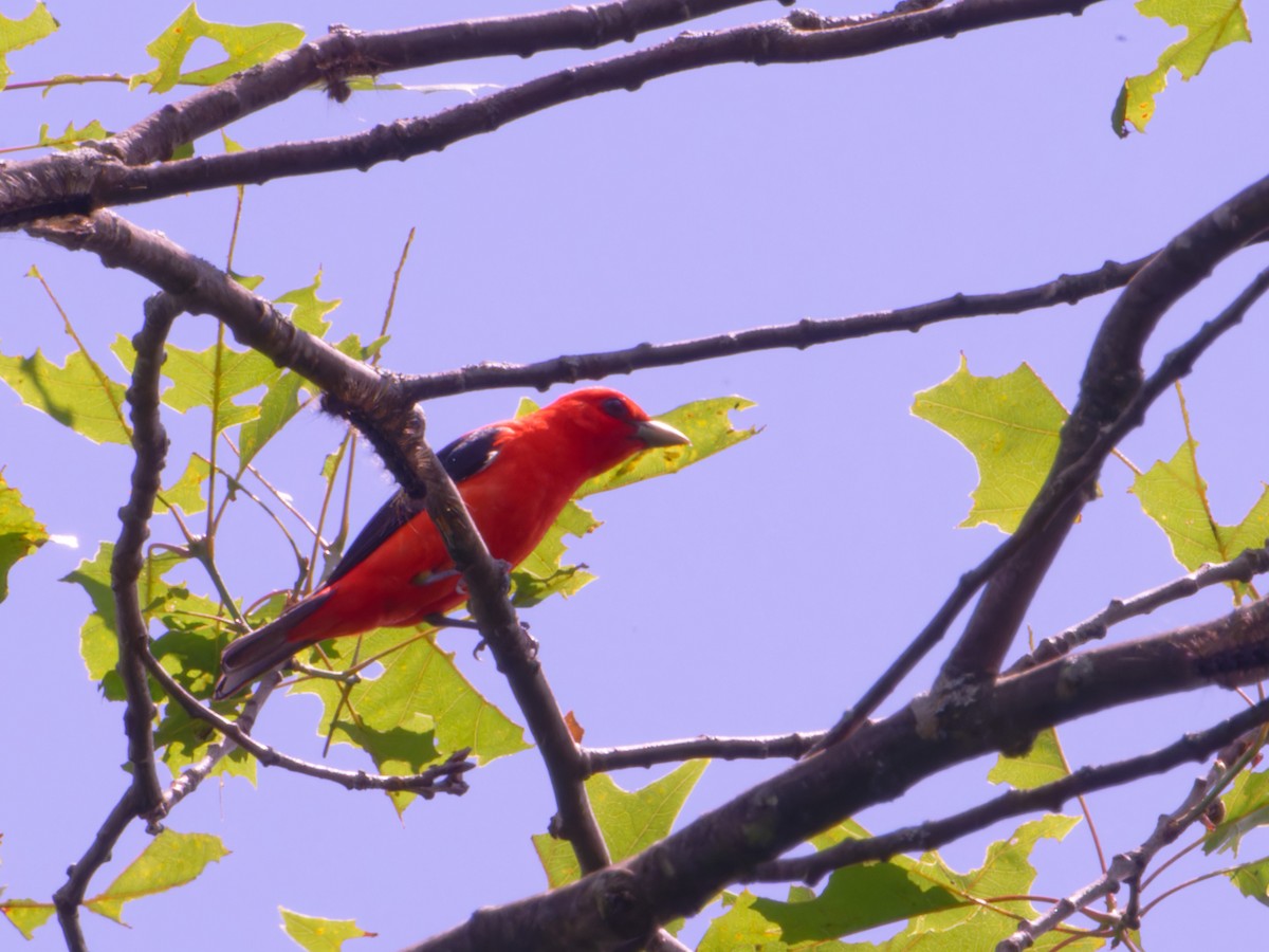 Scarlet Tanager - ML620165770