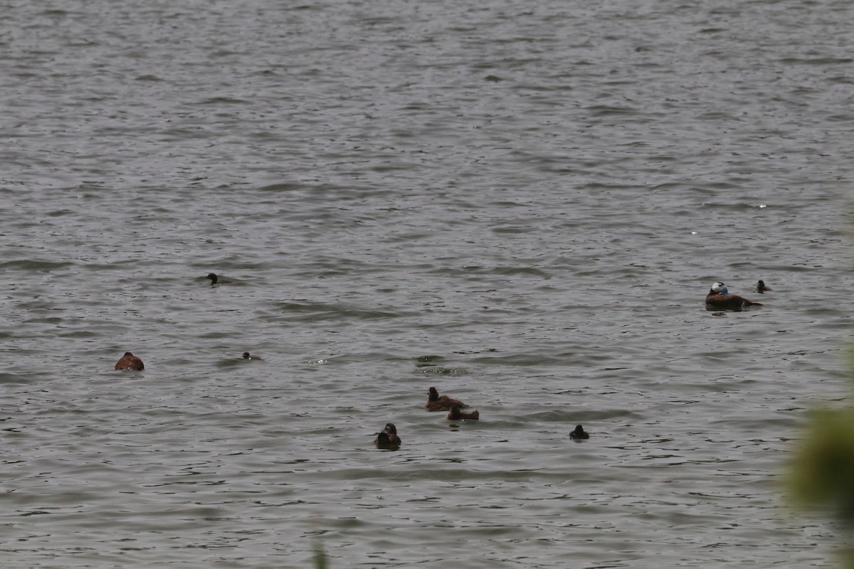 White-headed Duck - ML620165773