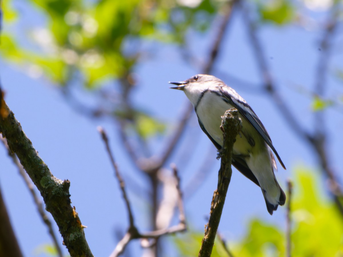 Blauwaldsänger - ML620165775