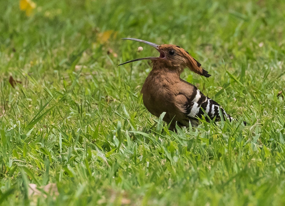 Eurasian Hoopoe - ML620165777