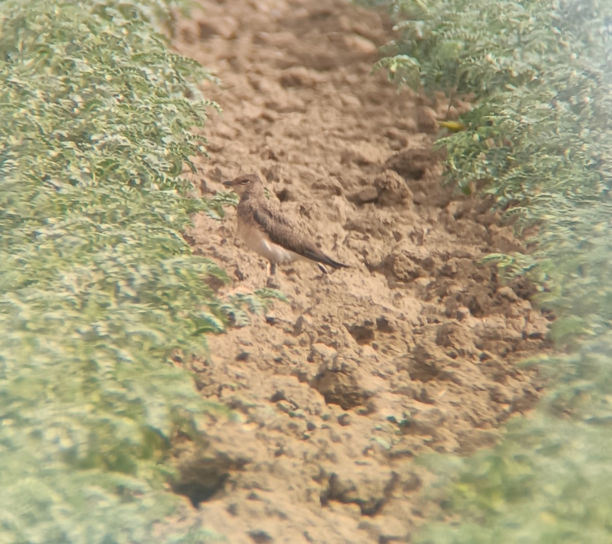 Collared Pratincole - ML620165779