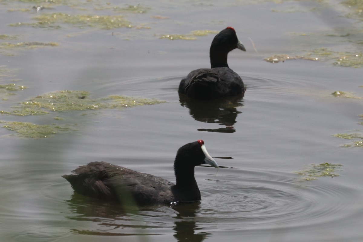 Red-knobbed Coot - ML620165781
