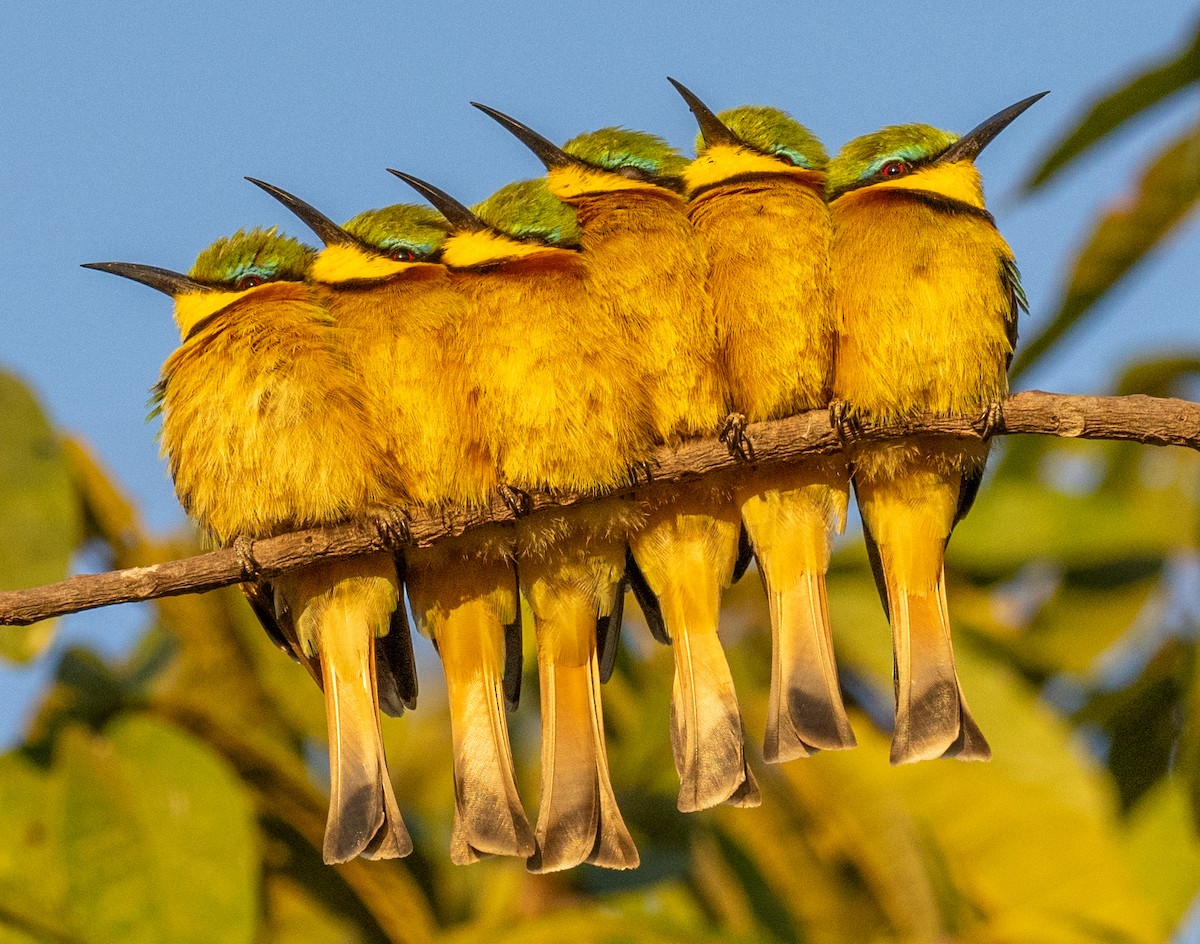 Little Bee-eater - ML620165784