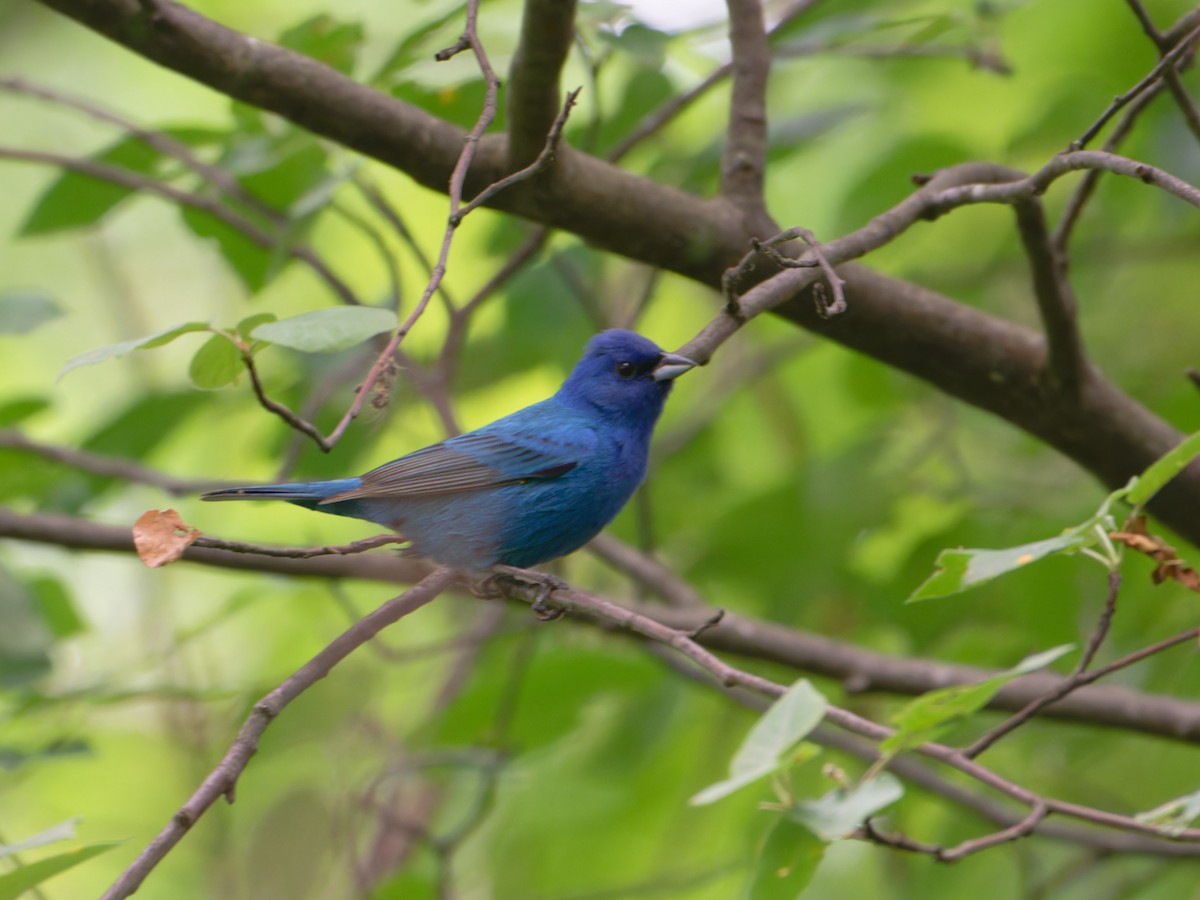 Indigo Bunting - ML620165786