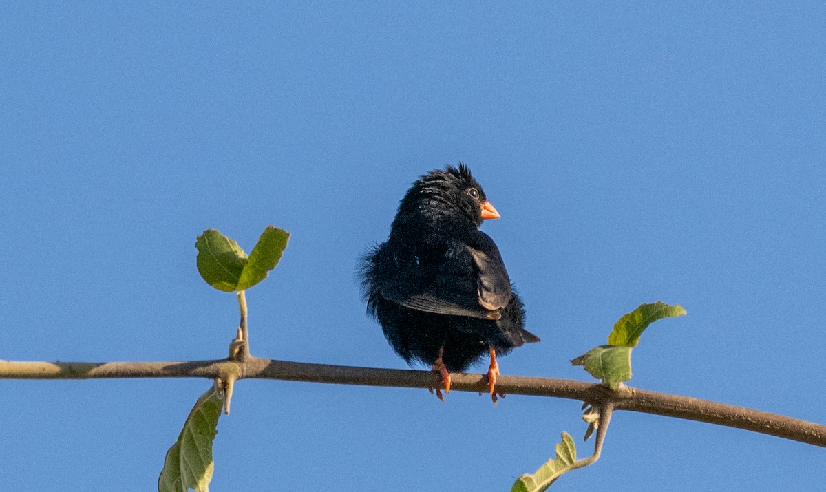 Viuda Senegalesa - ML620165793