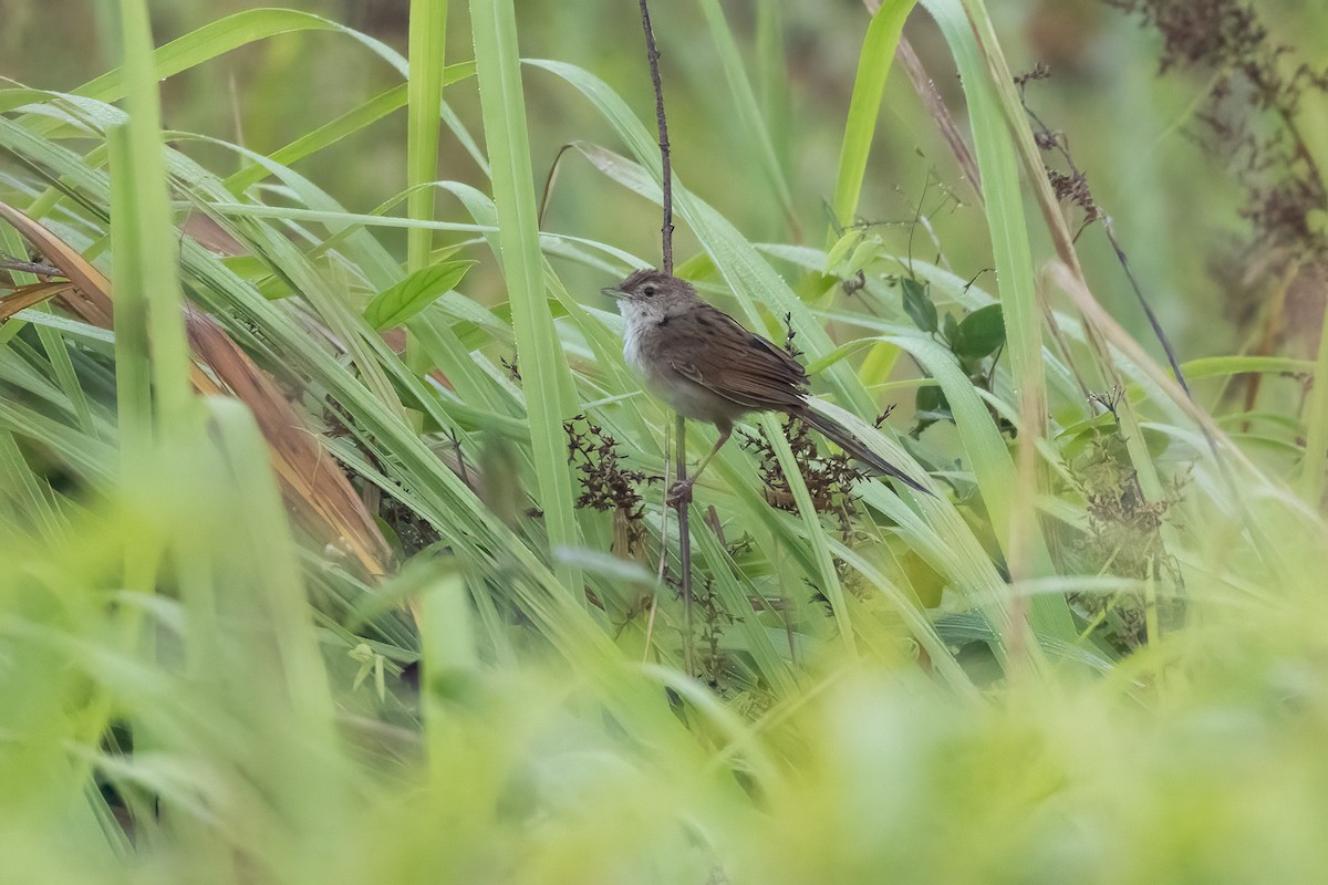 Tawny Grassbird - ML620165800