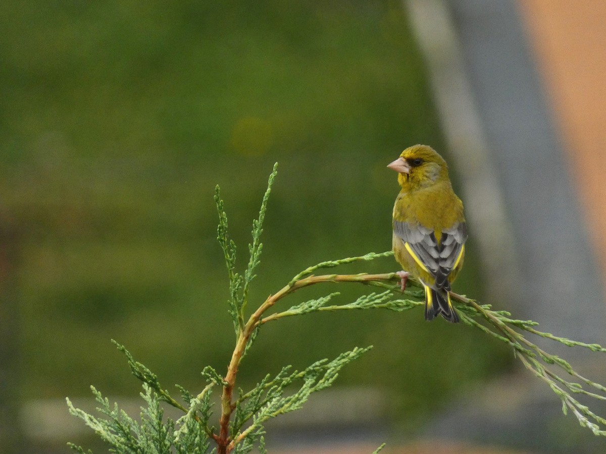 European Greenfinch - ML620165813