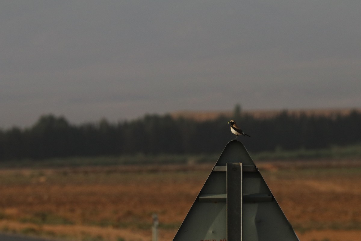 Desert Wheatear - ML620165820