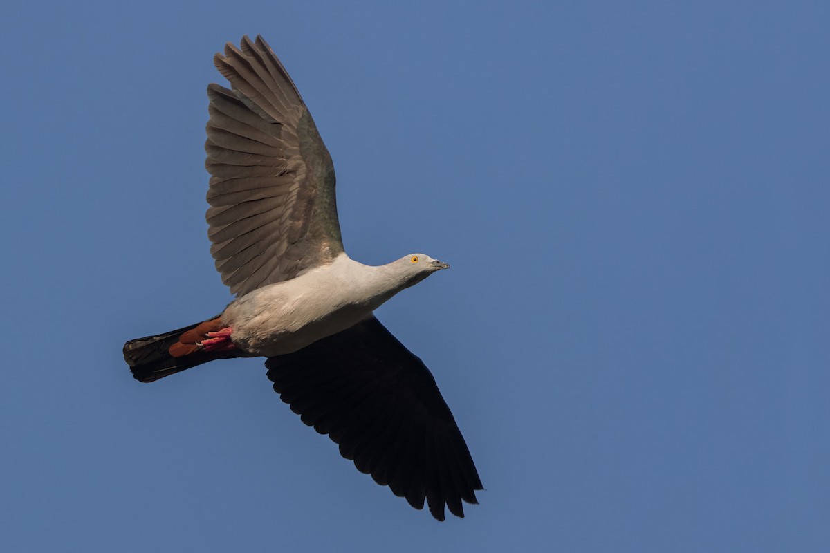 Elegant Imperial-Pigeon - ML620165824