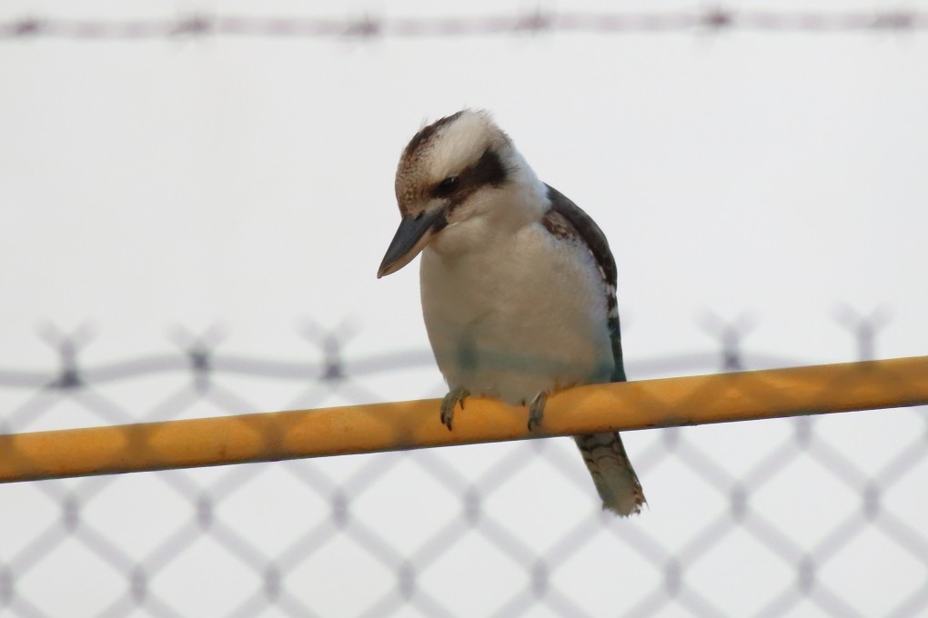 Laughing Kookaburra - ML620165826