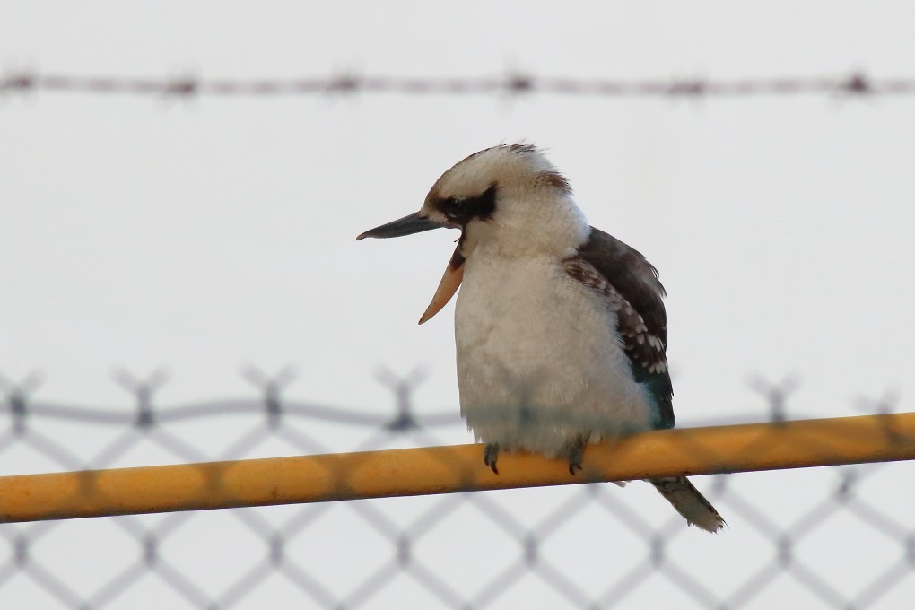 Laughing Kookaburra - ML620165830