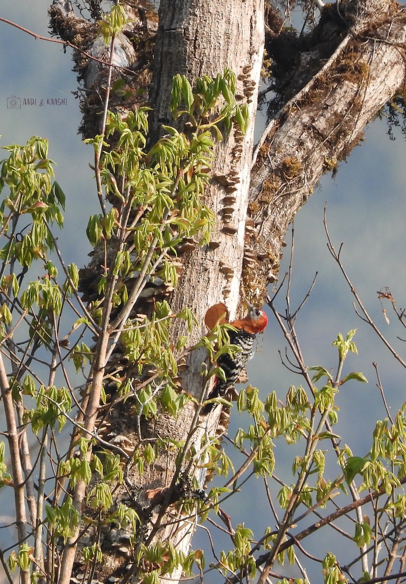 Rufous-bellied Woodpecker - ML620165832
