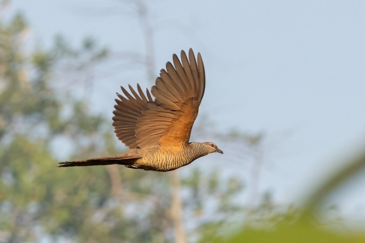 Tanimbar Cuckoo-Dove - ML620165833