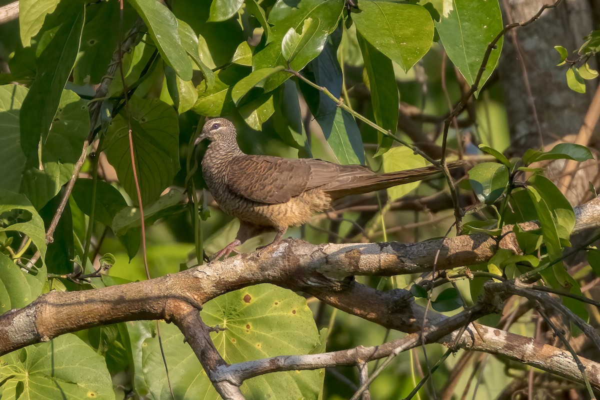 Tanimbar Cuckoo-Dove - ML620165834