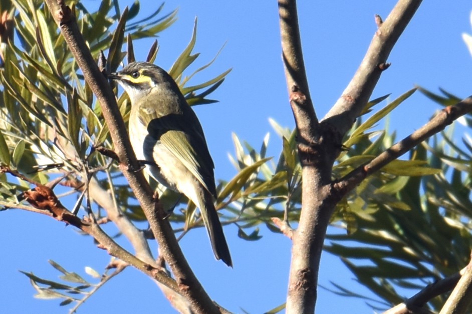 Yellow-faced Honeyeater - ML620165835