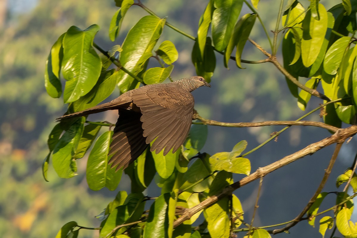 Tanimbar Cuckoo-Dove - ML620165836