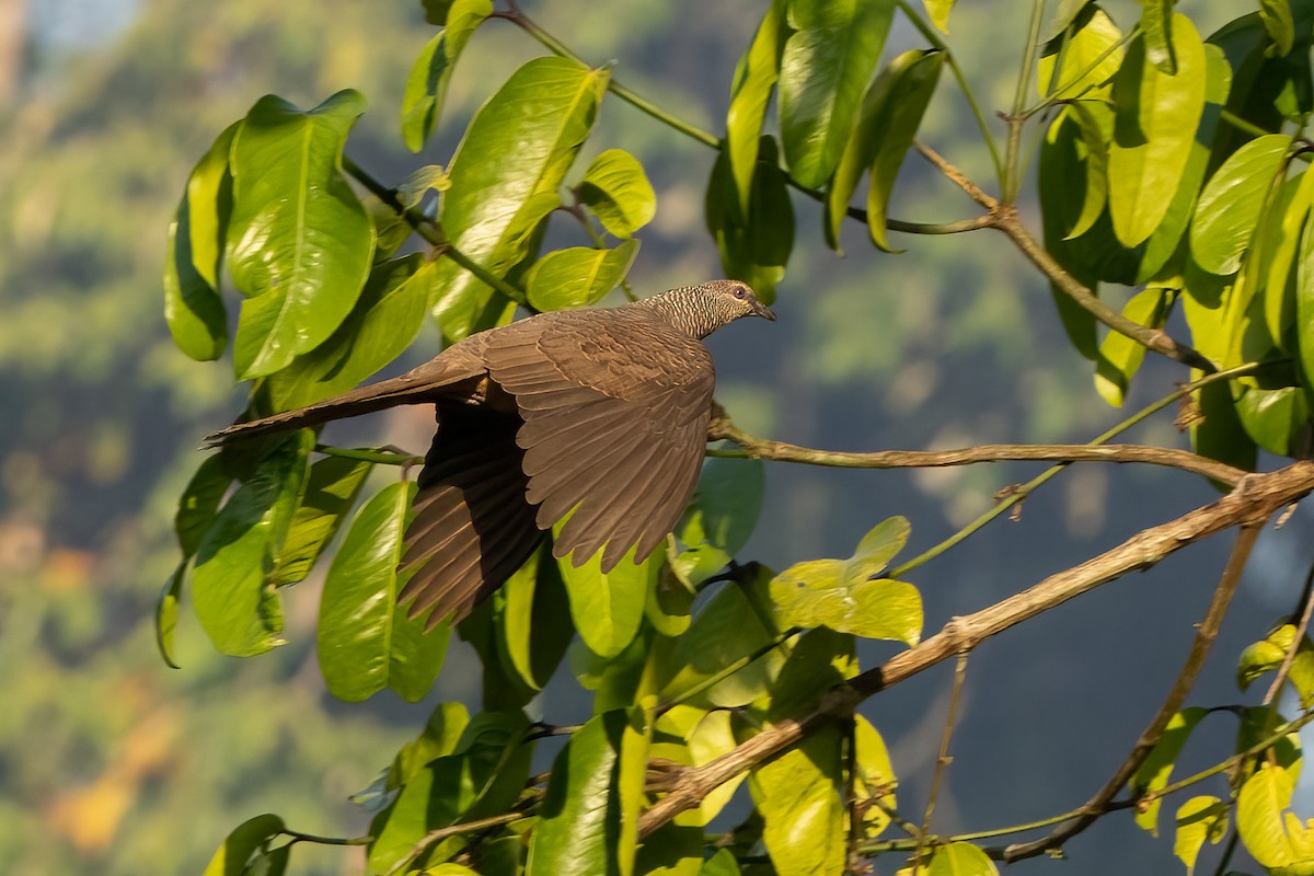 Phasianelle des Tanimbar - ML620165836