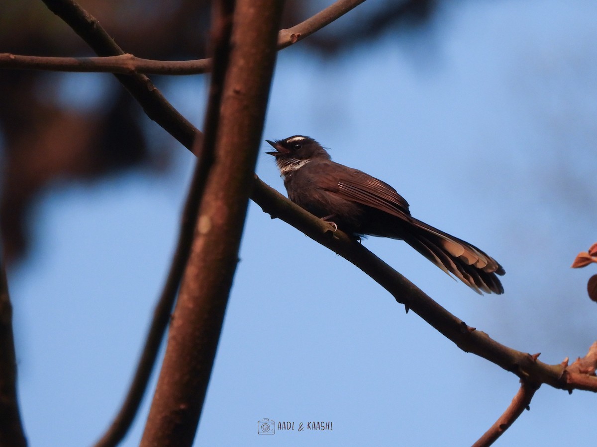White-throated Fantail - ML620165839