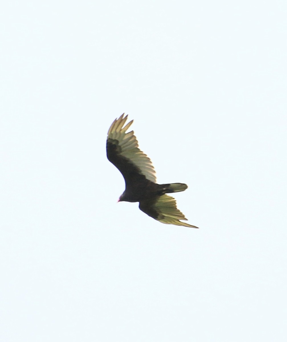 Turkey Vulture - ML620165840