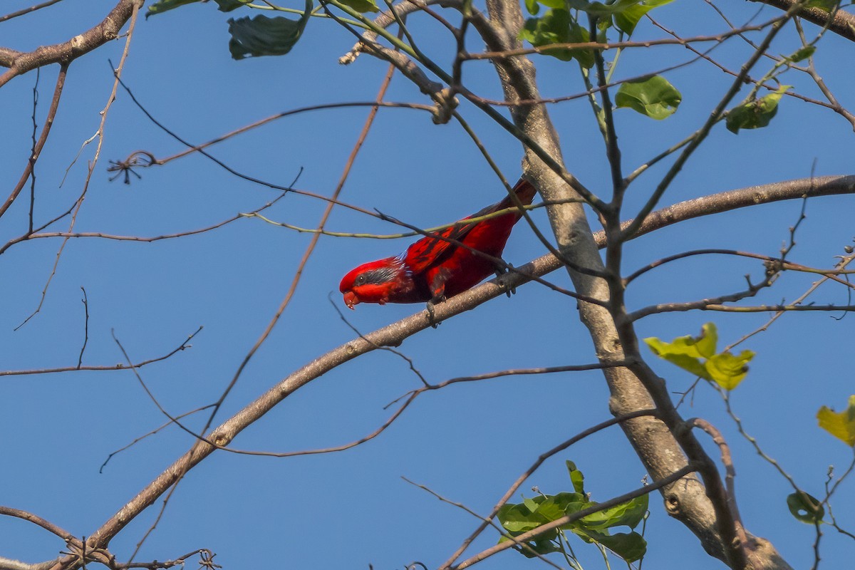 Blue-streaked Lory - ML620165841