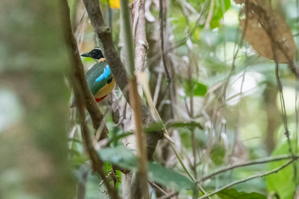 Banda Sea Pitta - ML620165842