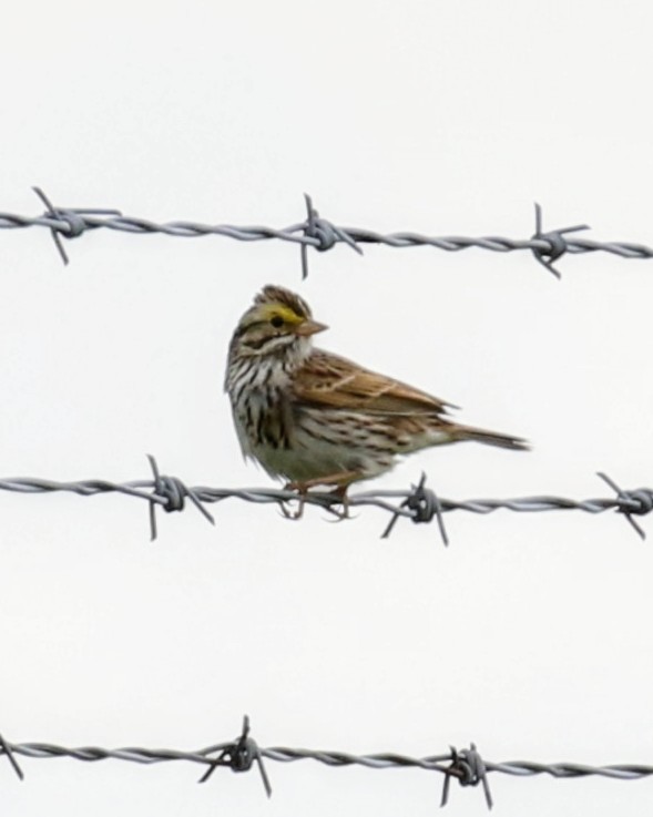 Savannah Sparrow - ML620165844