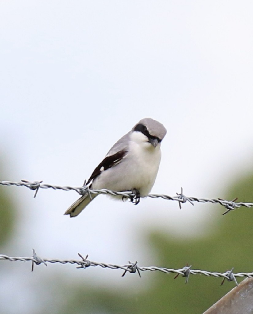 Loggerhead Shrike - ML620165849