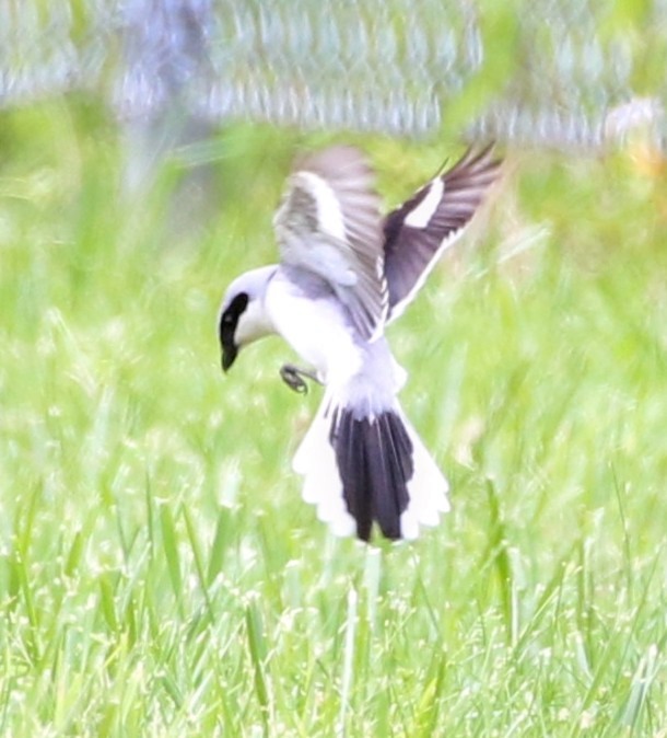 Loggerhead Shrike - ML620165851