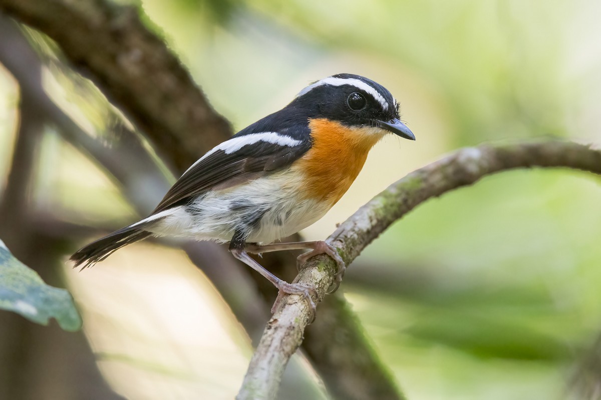 Tanimbar Flycatcher - ML620165852