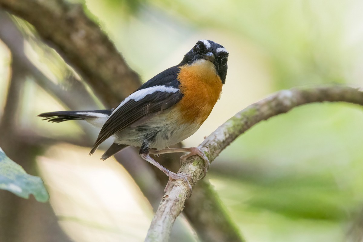 Tanimbar Flycatcher - David Marques