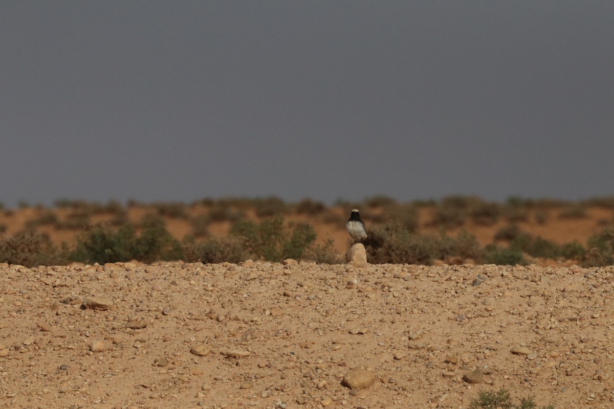 סלעית חלודת-זנב - ML620165856